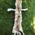 COYOTE PELT FUR 2 thumbnail