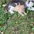 Free barn cats and kittens 2 thumbnail