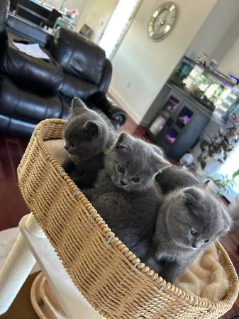 Scottish Fold Kittens63865302256515121