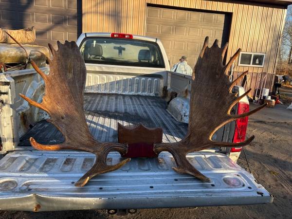 Moose Antlers 1
