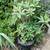Crown of Thorns plants 3 thumbnail