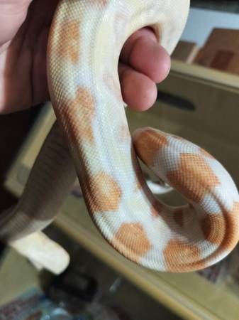 Light Phase Albino Boa64141791637123121