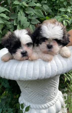 male shihtzu63670608480771120