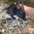 Dutch/ mini rex bunnies for sale 2 thumbnail
