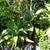 Agaves-various types and sizes-Variegated, Blue, Blue-Green and Aloes 12 thumbnail