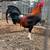 Gallo pollo stag 1 thumbnail