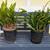 Jade Plant, Tree Aeonium, Aloe "red riding hood", Clivia, Rosemary 6 thumbnail