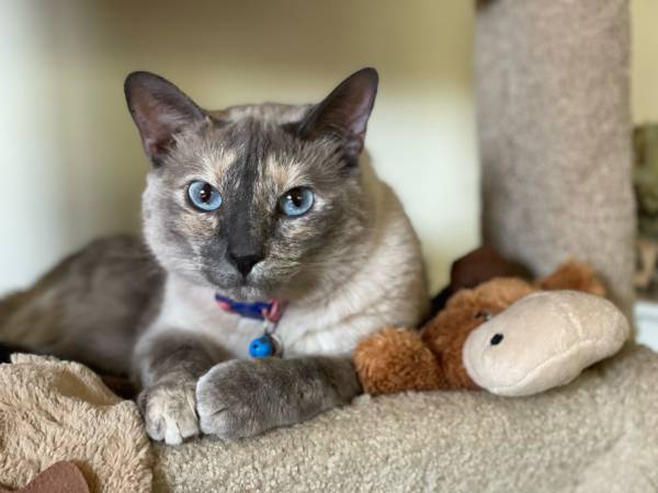 Rehoming siamese cat mix (7-8 years old) (Pleasant Hill)63683413061633120