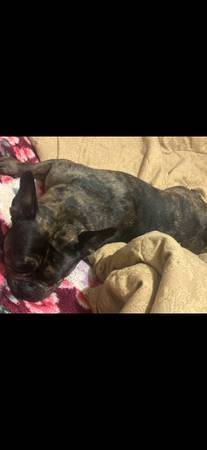Buscando un hogar (Bronx)63690351767937121