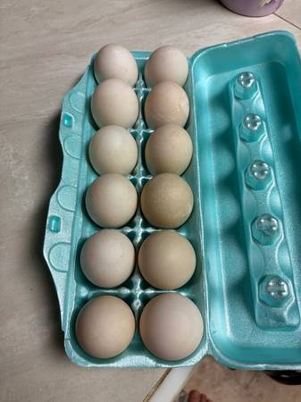 Ducks eggs 1