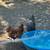 Chickens 1 thumbnail