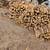 FIREWOOD SPLIT OAK Full-HALF CORDS 2 thumbnail