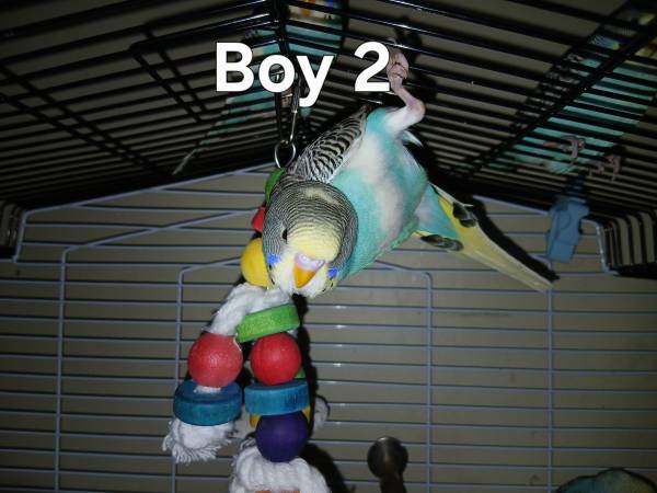 Budgies 7 weeks 1
