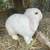 Rabbit breeding pairs 3 thumbnail