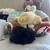 Netherland Dwarf Bunny Bunnies Rabbit 10 thumbnail