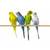 Parakeets 1 thumbnail