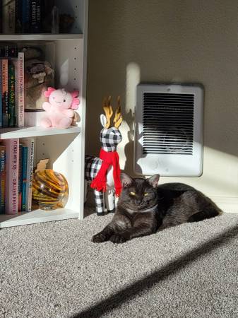 Handsome Kitty (Hillsboro)63916334196867123