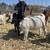 Boer wethers 2 thumbnail
