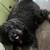 Lost Labradoodle 2 thumbnail