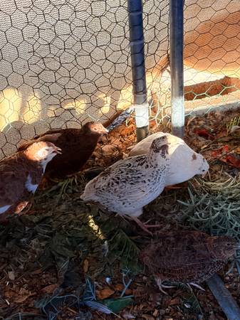 Coturnix quail hens 1