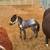 Fancy tiny mini horse colt miniature 1 thumbnail