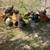 All hens 8 thumbnail