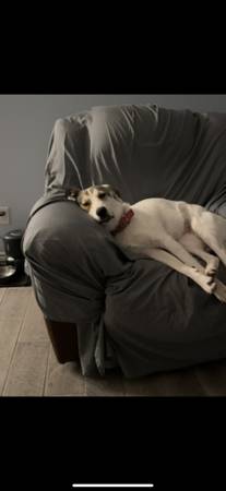 In need of a loving home (Navasota)63839342829185124