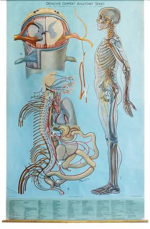 Vintage Pull Down Anatomy Chart, Nervous System (41588) 1