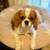 AKC POPPY Cavalier King Charles Spaniel 4 thumbnail