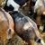 Moon Spotted Nigerian Dwarf Dairy Goats Does 7 thumbnail