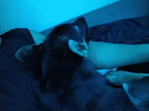 El cachorro necesita salir lo antes posible :( (Campana)63829968453251122