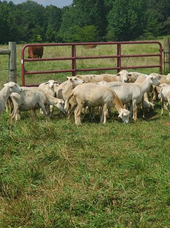 Katahdin lambs - $170 (Moulton AL)62974825840771121