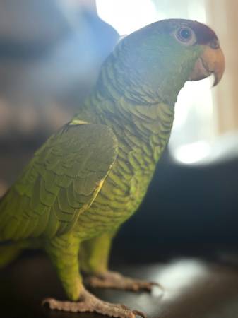 Amazon parrot63873027860993120