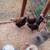 Orpington Chickens 3 thumbnail