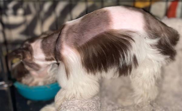 ? Shorkyzer/Parti Mini Schnauzer Puppy – Female ? ?Brazoria, TX (Brazoria)63859313334145124
