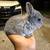 Netherland dwarf 1 thumbnail