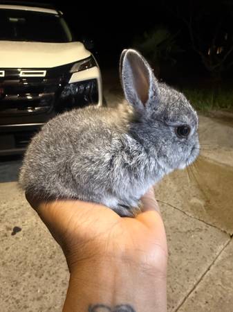 Netherland dwarf 1