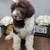 Labradoodle 5 thumbnail