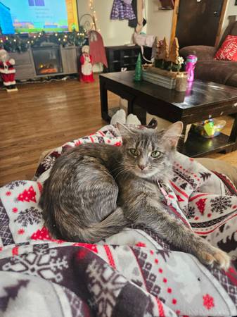 1 year old cat needs home 1