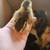 Chicks 1 thumbnail