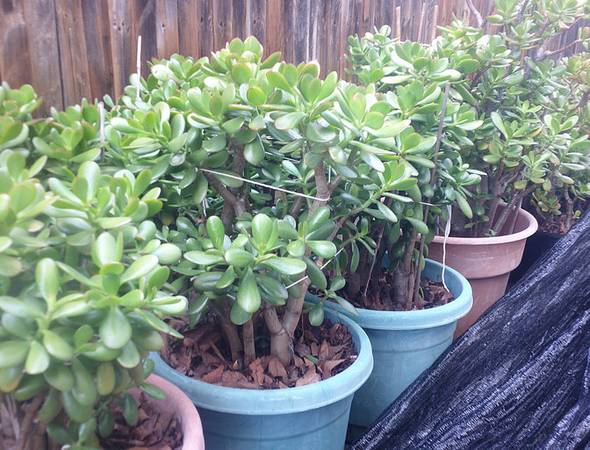 CACTUS SUCCULENT JADE PLANTS BUSH XL with Deco Pot 1