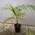 SIERRA PALMS ///// Prestoea acuminata palms 17 thumbnail