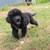 Newfoundland Pup 5 thumbnail