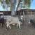 Brahman bull 1 thumbnail