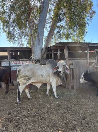 Brahman bull 1