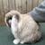 Pedigree holland lops 2 thumbnail