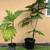 Assorted Potted Tropical Fruit Trees 9 thumbnail