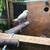 Love bird parakeet 3 thumbnail