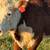 17 Head Colored Cows 7 thumbnail