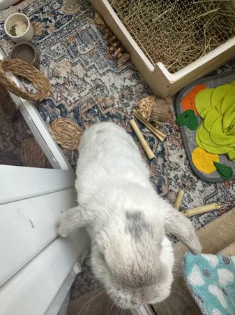 Looking for a Loving Home for Our Bunny ?(free) (La Mesa)63894716217602121